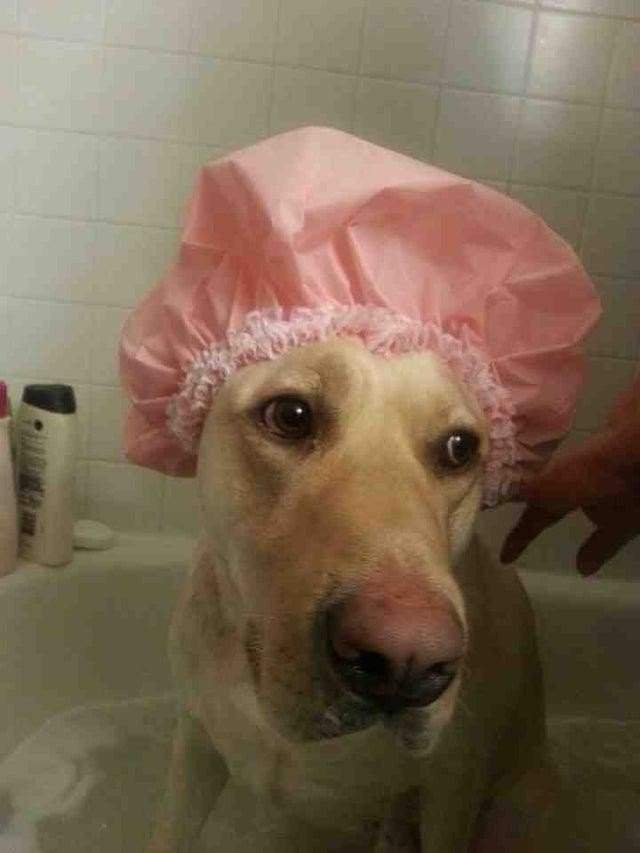 шапочка для купания собаки
