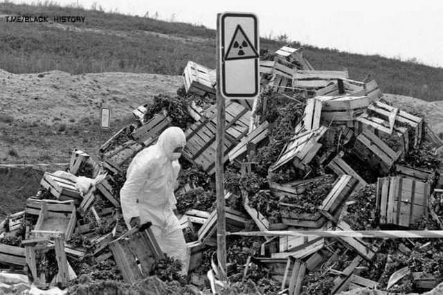 Рабочий в Германии выбрасывает овощи после Чернобыльской катастрофы, 1986 год.