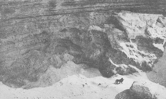 Фото последнего жившего на свободе берберийского льва. Был застрелен в марокканской части Атласских гор в 1922 году. Сегодня является вымершим в дикой природе.