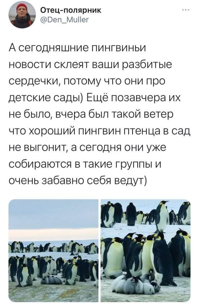 твит про пингвинов