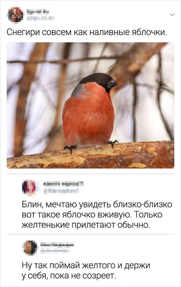 комментарий про снегиря комментарий про снегиря