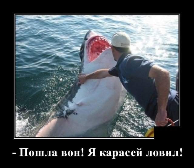 Демотиватор про акулу