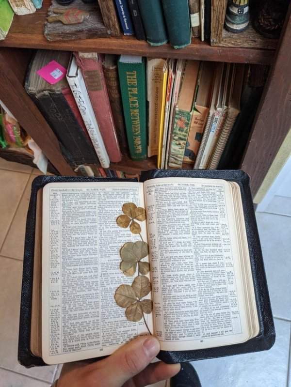 Нашел Библию, в которой хранились старинные спрессованные четырёхлистные клевера