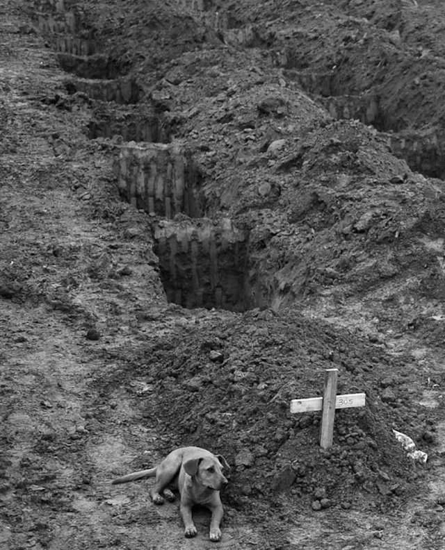 Собака по кличке Лео сидит в течение двух дней у могилы хозяина, который погиб во время оползня в Рио-де-Жанейро, 2011 год.