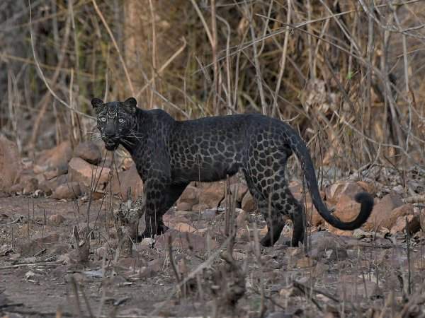 Очень редкий чёрный леопард