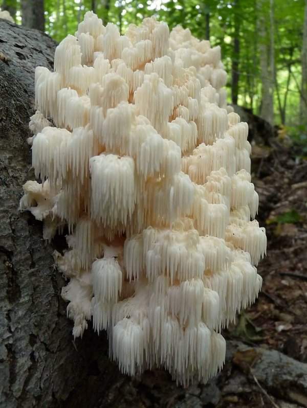 Так выглядит гриб гериций. Он похож на множество маленьких сосулек
