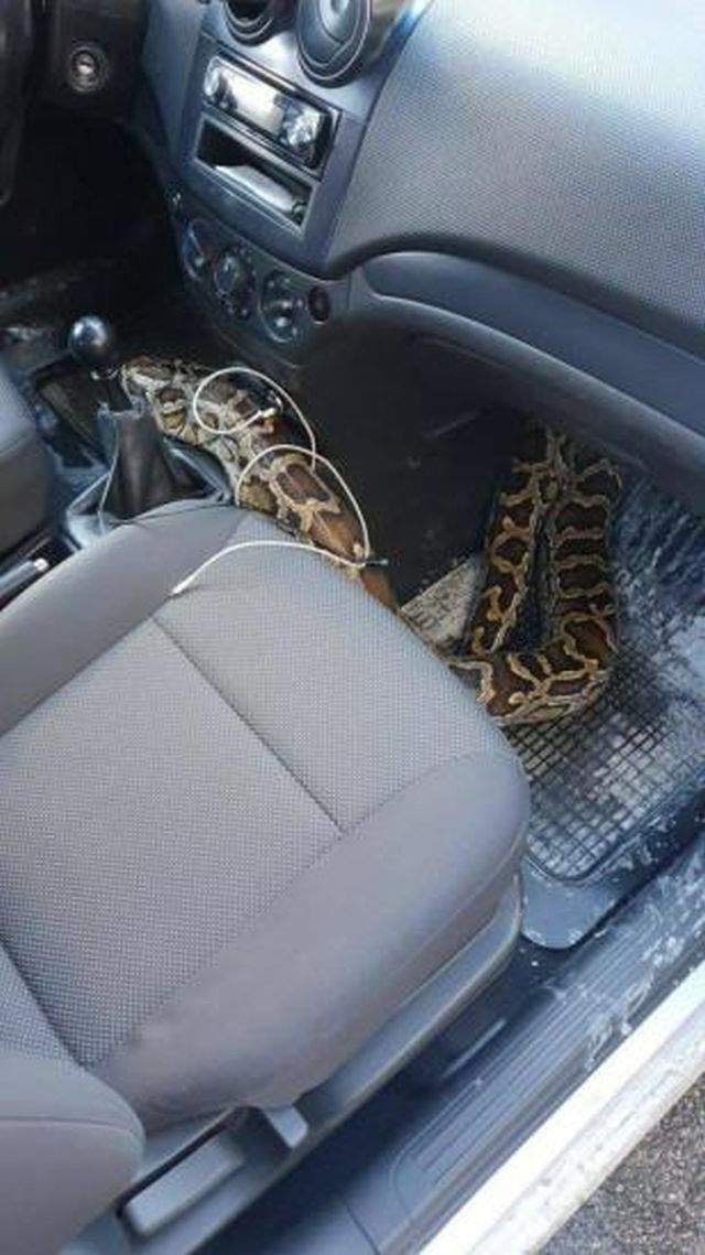 змея в машине