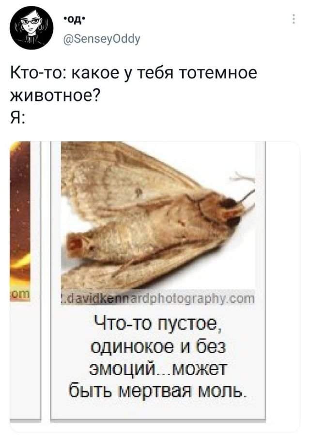 твит про животное твит про животное