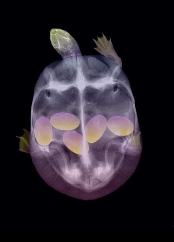 Раскрашенный снимок беременной черепахи