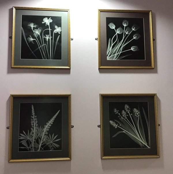 Украшения в кабинете радиологии это рентгеновские снимки цветов