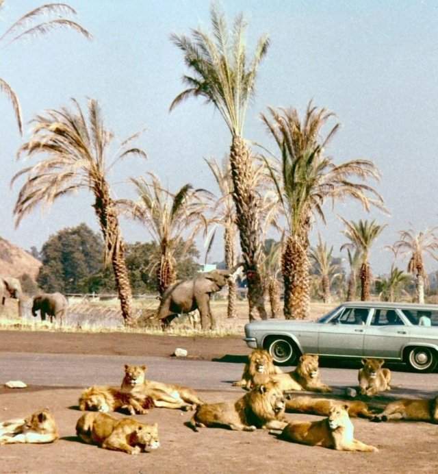 Сафари-парк в Ирвайне, Калифорния, 1971 год.