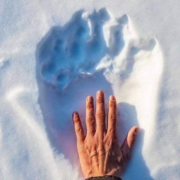 Рука человека и след полярного медведя на снегу