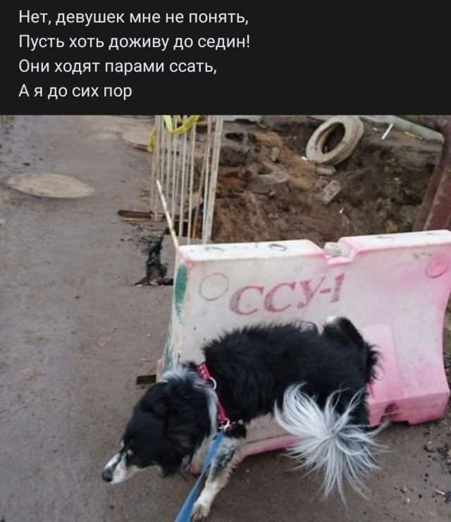 стих про собаку