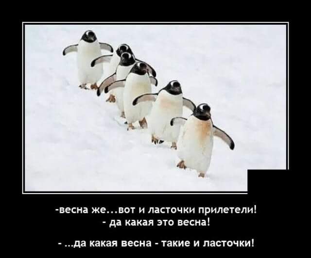 Демотиватор про пингвинов