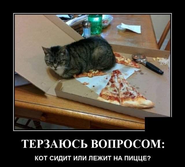 Демотиватор про кота и пиццу
