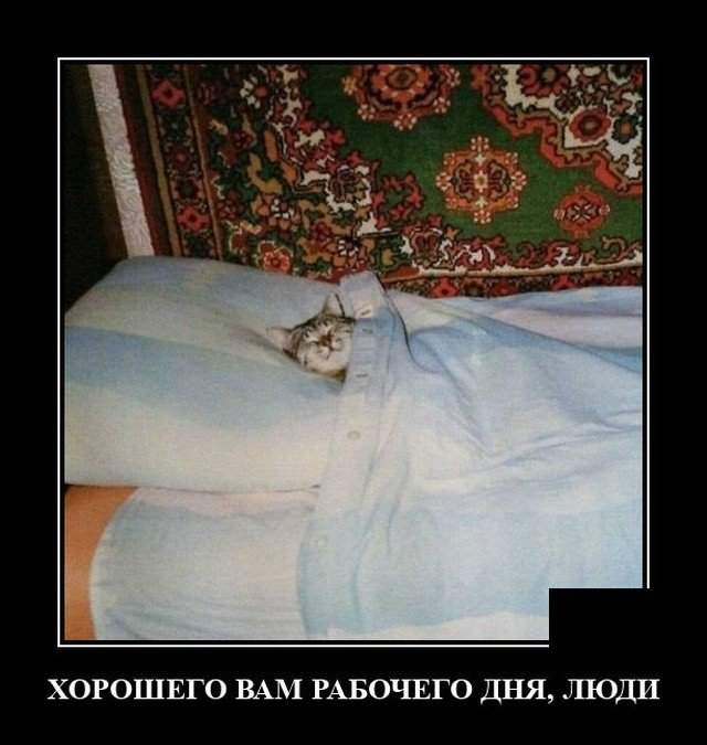 Демотиватор про спящего кота