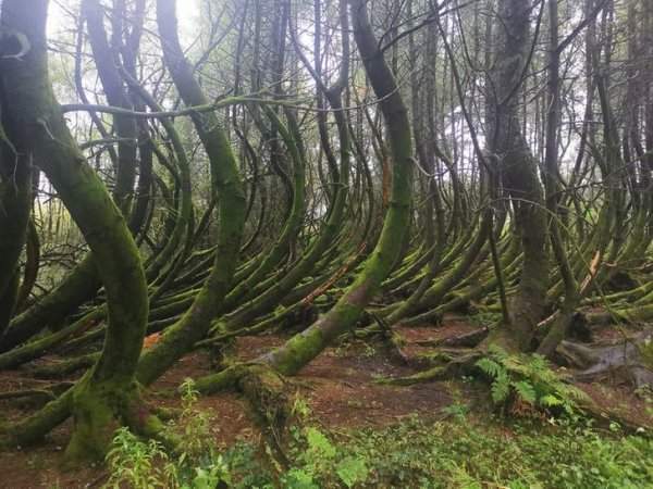 Удивительный изогнутый лес в Южном Уэльсе
