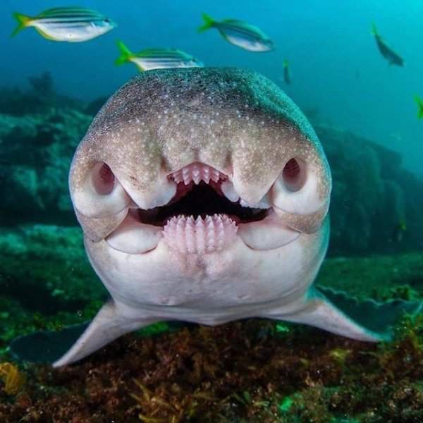 Морда австралийской бычьей акулы