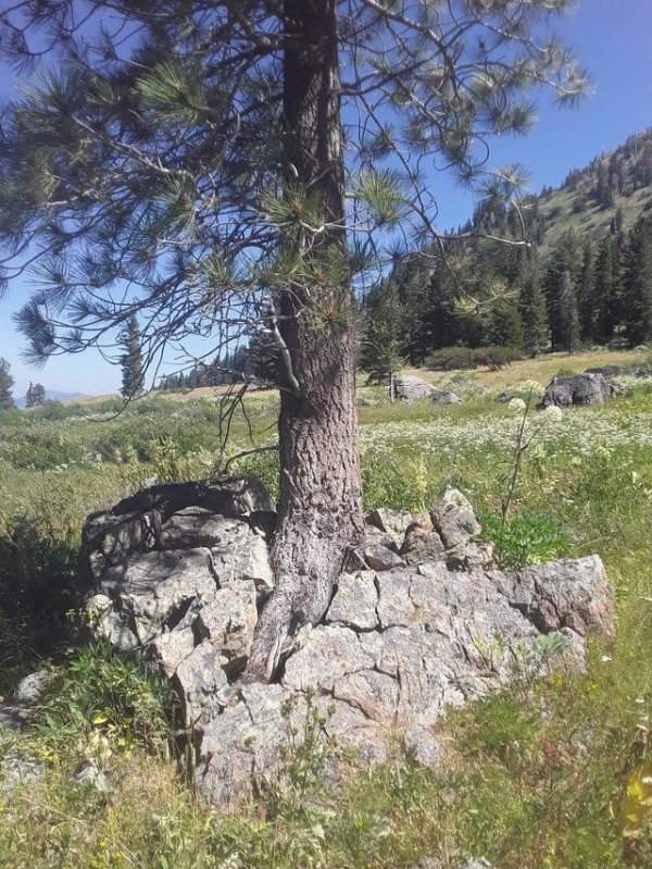 Дерево проросло прямо через камень