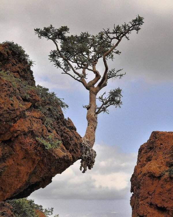 Рисковое дерево