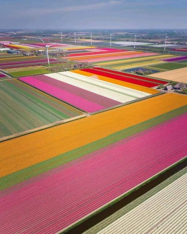 Так выглядят поля тюльпанов в Голландии