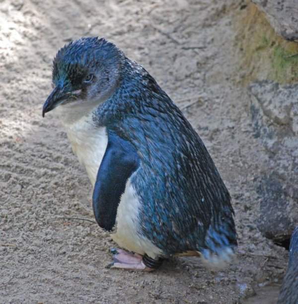 В Новой Зеландии живут так называемые малые пингвины голубого окраса