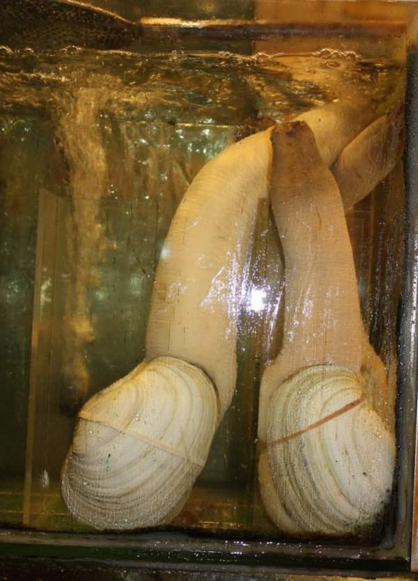 Этот двустворчатый моллюск — гуидак. В среднем такой может жить до 140 лет