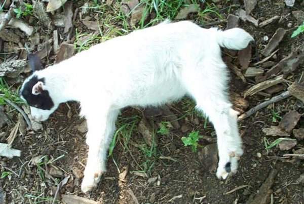 Обморочная, или теннессийская коза