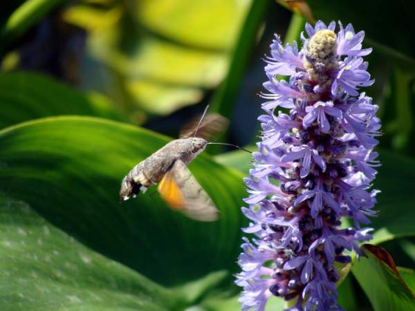 Языкан обыкновенный — бабочка, которая пьет нектар, как колибри