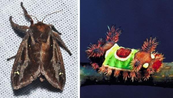 Вот так невзрачно выглядит бабочка семейства слизневидок, а ее гусеница похожа на настоящий карнавал