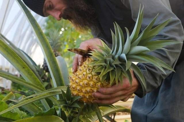 В Валаамском монастыре послушники вырастили экзотический фрукт