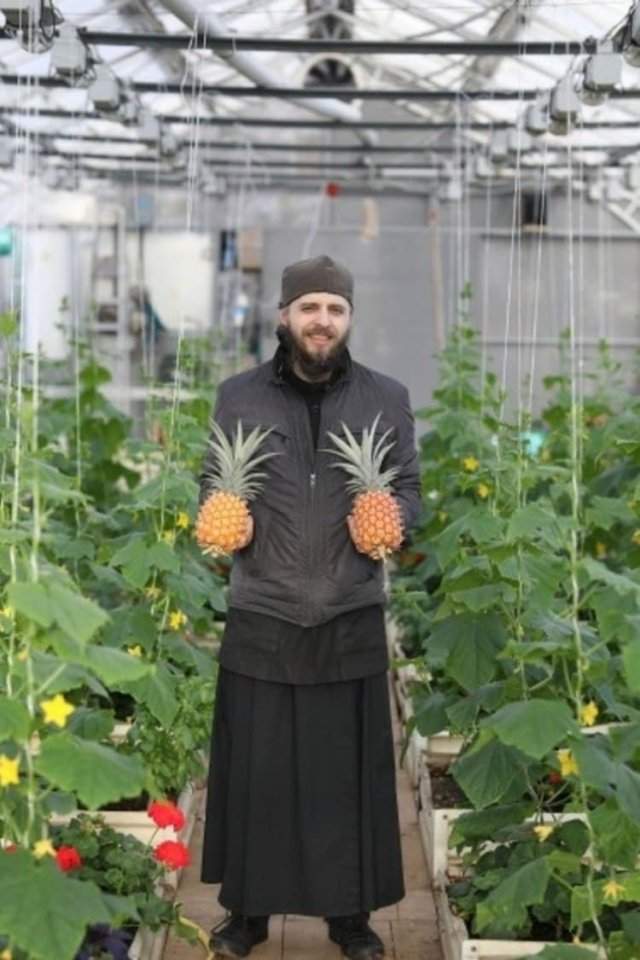 В Валаамском монастыре послушники вырастили экзотический фрукт