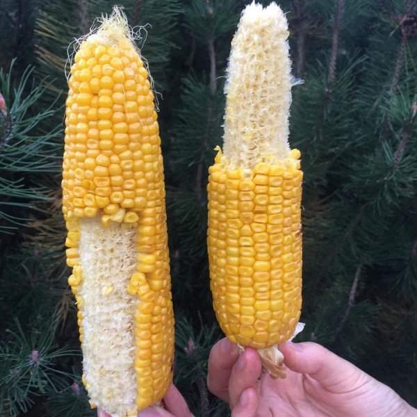 Кукурузный вопрос