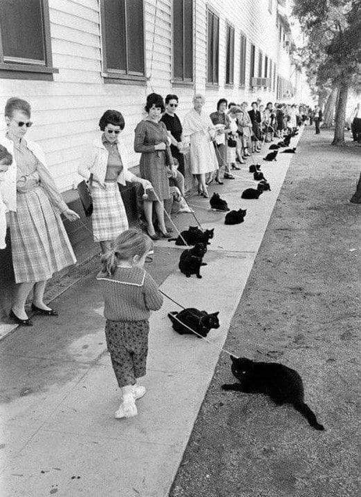 Кастинг черных котов для фильма ужасов &quot;Истории ужаса&quot;, Голливуд 1961 год.