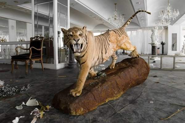 Тигр в заброшенном поместье японского миллиардера