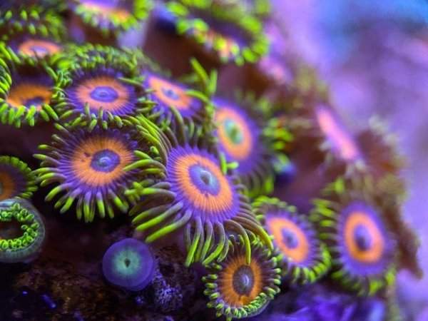 Кораллы зоантарии