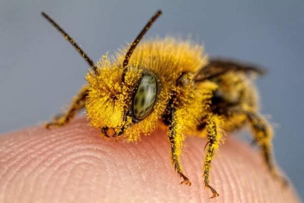 Пчела, покрытая пыльцой