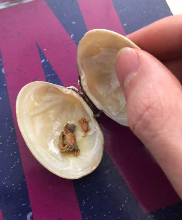 Малыши крабов внутри раковины моллюска