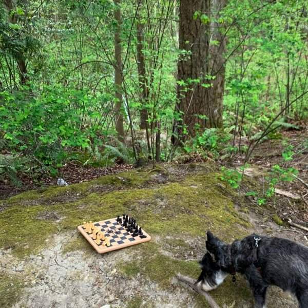 Парень гулял с собакой и наткнулся на разложенные на доске шахматы