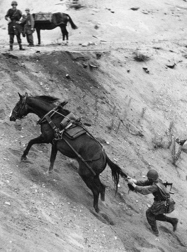 Кавалерист пытается остановить свою лошадь. Швеция, 1952 год