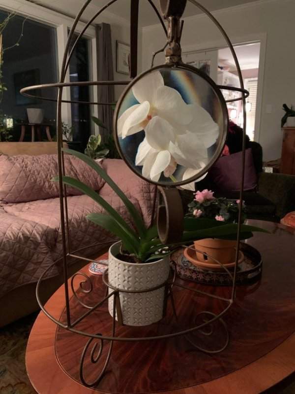 Рамка, которая прикрепляется к горшку с орхидеями и позволяет рассмотреть цветок поближе