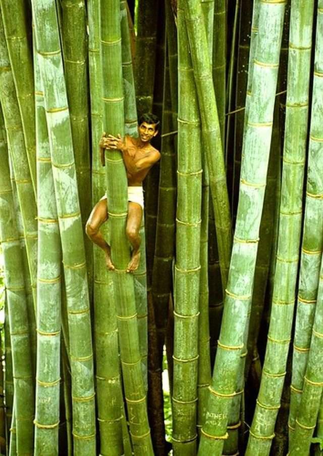 Гигантский бамбук на Шри-Ланке