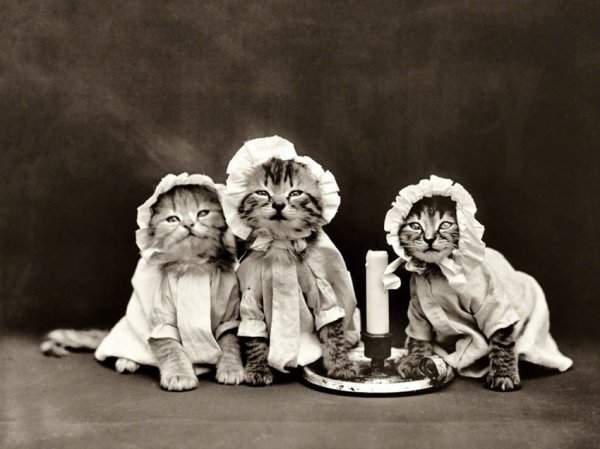 Кошачья фотосессия из 1914 года