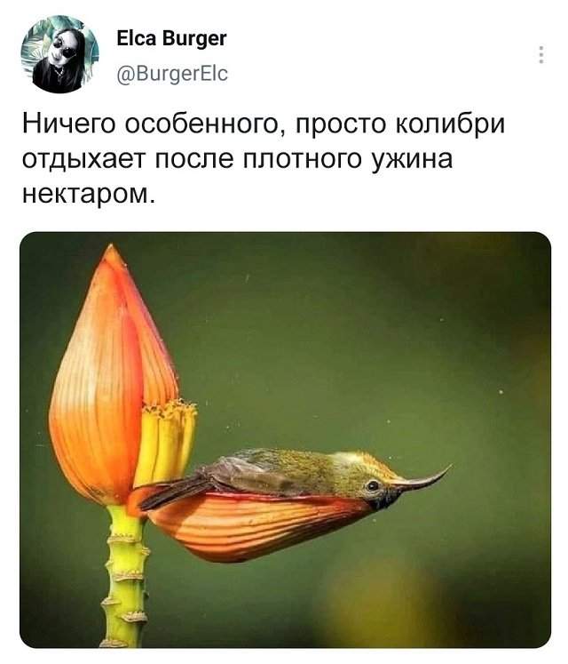 твит про колибри
