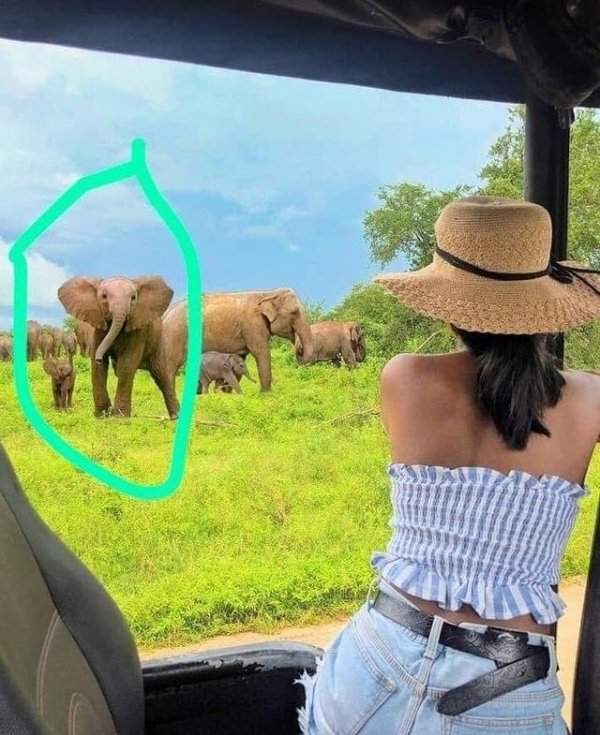 Инфлюенсер из Шри-Ланки прифотошопила на фото африканских слонов