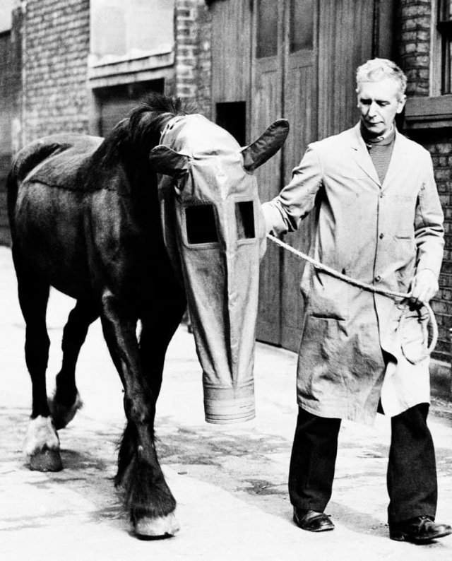 Противогазы для лошадей во время Первой мировой войны.