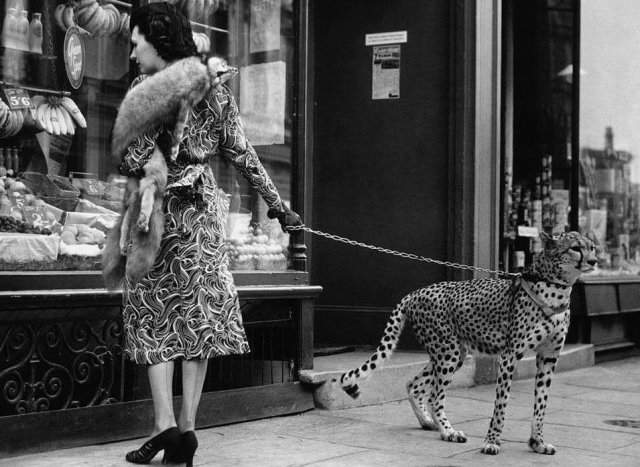 Актриса Филлис Гордон со своим ручным гепардом. Лондон, 1939 год