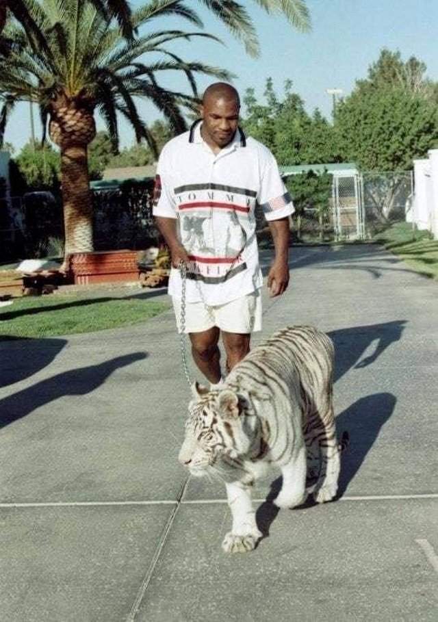 Майк Тайсон с тигром, 1990-е.