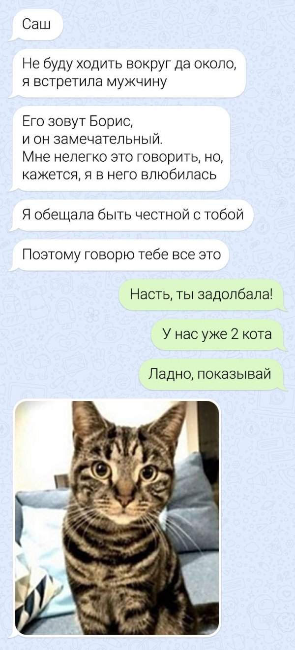 переписка про кота