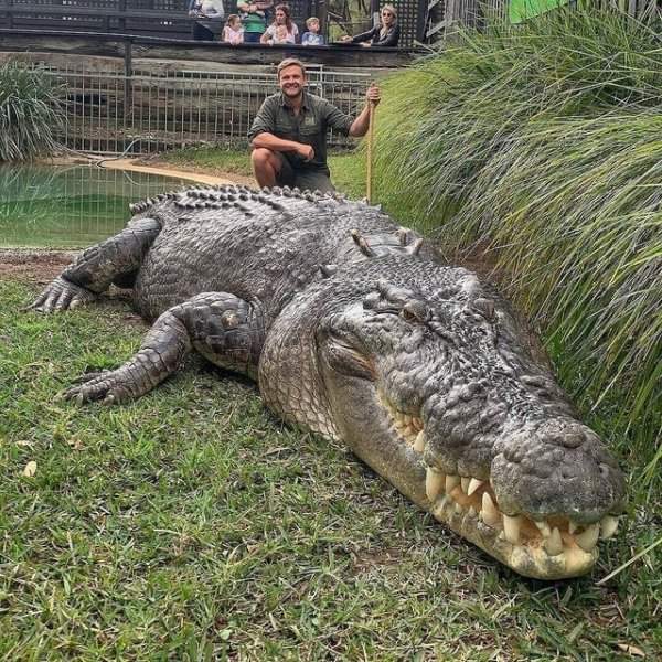 Элвис из Австралийского парка рептилий — гигантский морской крокодил